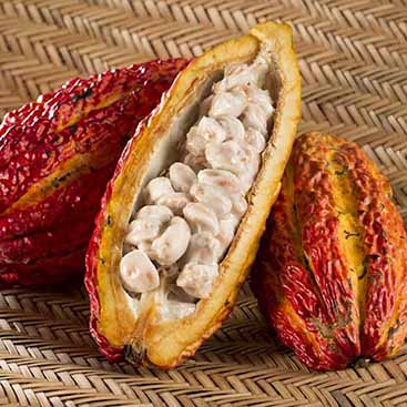 Nibs de Cacao Cubiertas con Chocolate Orgánico 20 gr